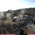 19_20-nest.jpg