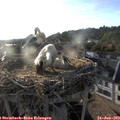 19_25-nest.jpg