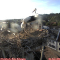 19_30-nest.jpg