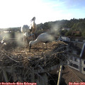 19_35-nest.jpg