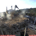 19_40-nest.jpg