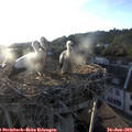 19_55-nest.jpg