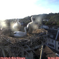20_00-nest.jpg