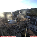 20_05-nest.jpg