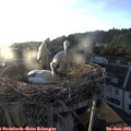 20_10-nest.jpg