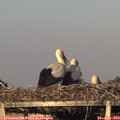 20_15-mast.jpg