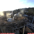 20_15-nest.jpg