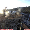 20_20-nest.jpg
