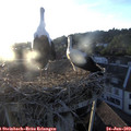 20_25-nest.jpg