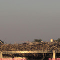 20_30-mast.jpg