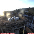20_30-nest.jpg