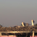 20_35-mast.jpg