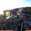 20_35-nest.jpg