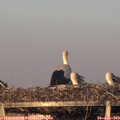 20_40-mast.jpg
