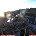 20_40-nest.jpg