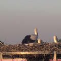 20_45-mast.jpg