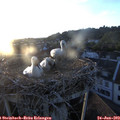20_45-nest.jpg