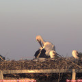 20_50-mast.jpg