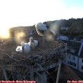 20_55-nest.jpg