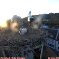 21_00-nest.jpg