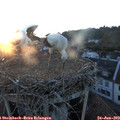 21_10-nest.jpg