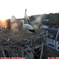 21_15-nest.jpg