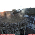 21_20-nest.jpg