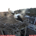 21_25-nest.jpg