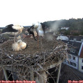 05_20-nest.jpg