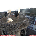 05_25-nest.jpg
