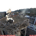 05_30-nest.jpg