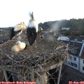 05_35-nest.jpg