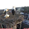 05_40-nest.jpg