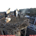 05_45-nest.jpg