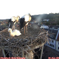 05_50-nest.jpg