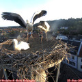 06_00-nest.jpg