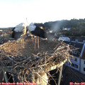 06_05-nest.jpg