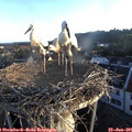 06_10-nest.jpg