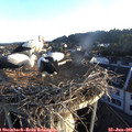 06_15-nest.jpg