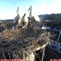 06_20-nest.jpg
