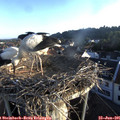 06_25-nest.jpg