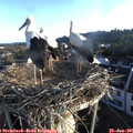06_30-nest.jpg