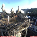 06_35-nest.jpg