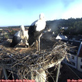 06_45-nest.jpg