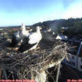 06_50-nest.jpg