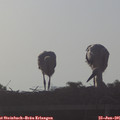 06_55-mast.jpg