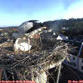 06_55-nest.jpg