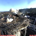 07_00-nest.jpg