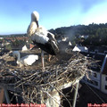 07_05-nest.jpg