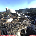 07_10-nest.jpg
